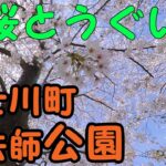 【癒しの風景/Healing Landscape】山梨県富士川町　大法師公園の桜