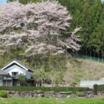 八千代市下高野桜風景2016