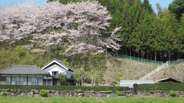 八千代市下高野桜風景2016