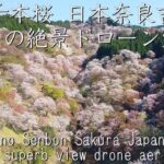 癒しの千本桜 奈良県吉野郡吉野山 絶景ドローン空撮撮影