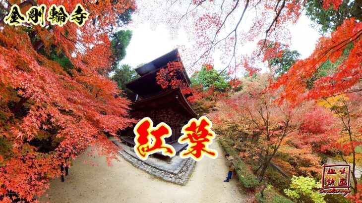 【360°VR】　湖東三山・金剛輪寺　～紅葉と不断桜～