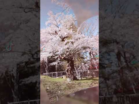 桜の風景