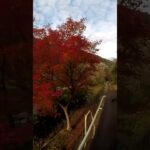 【嵯峨野トロッコ列車公式】沿線風景(2021年12月6日)【桜トンネルの紅葉】【保津川下り】 #Shorts