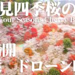 川見四季桜 4K ドローン映像 Senmi Four Seasons Cherry Blossoms Drone Video