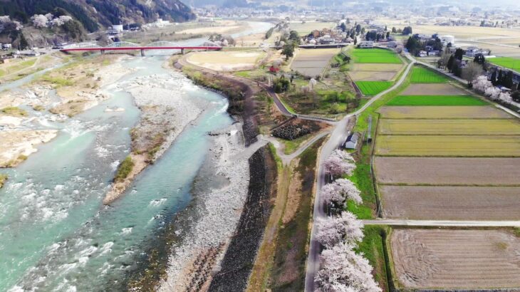 雄神橋下流の桜と庄川のドローン空撮