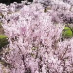 旧フルーツ村休憩所付近の桜のドローン空撮