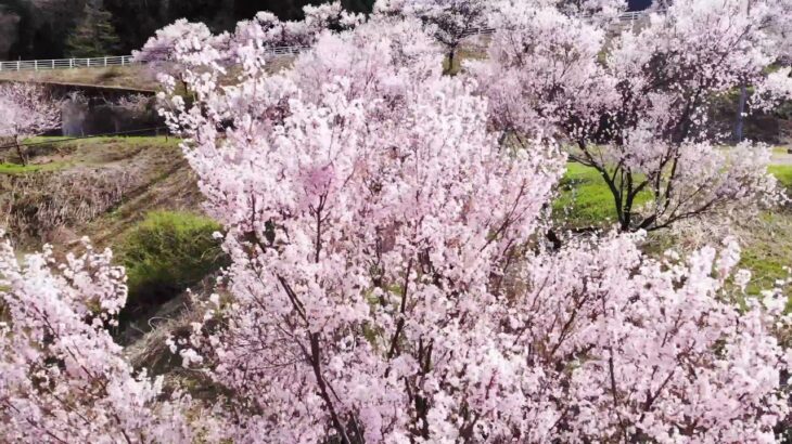 旧フルーツ村休憩所付近の桜のドローン空撮
