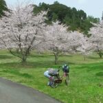 高峯高田の桜 2021春の風景 #津和野点描