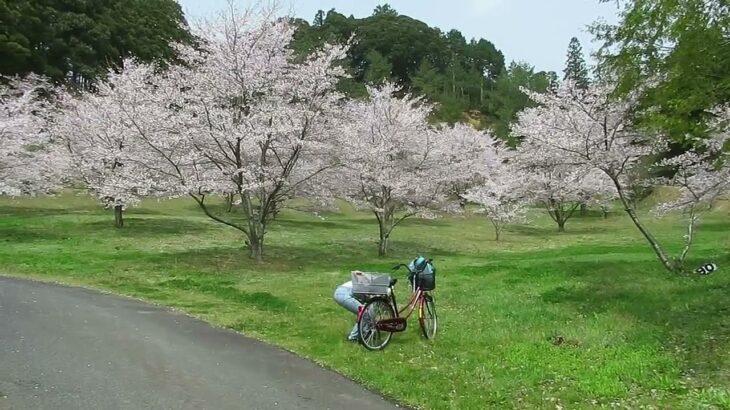 高峯高田の桜 2021春の風景 #津和野点描