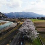 雄神橋下流の桜のドローン空撮