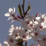 【やまなみハイウェイ】由布院の＜桜と菜の花＞のある風景