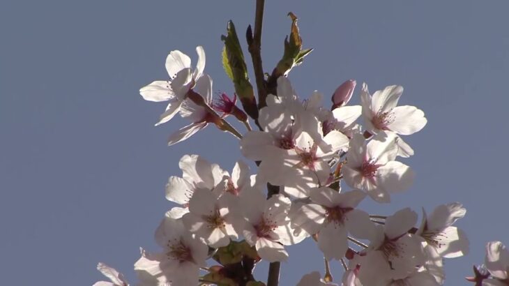 【やまなみハイウェイ】由布院の＜桜と菜の花＞のある風景