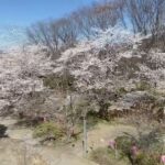 【小諸の風景】2021年 懐古園 桜