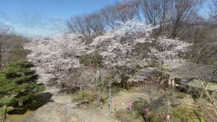 【小諸の風景】2021年 懐古園 桜