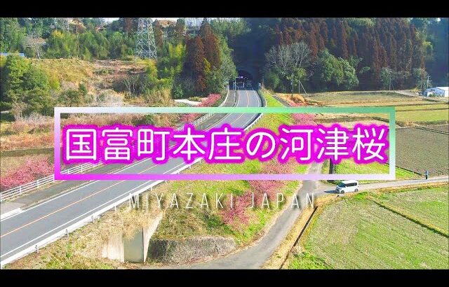 ドローン 空撮 🚀 河津桜 🌸 2022年、🌞春はすぐそこ…  宮崎県  植樹12年目の桜 🌸 国富町本庄 県道脇の桜