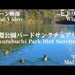 桜淵公園バードサンクチュアリー 4K ドローン映像 Sakurabuchi Park Bird Sanctuary Drone Video