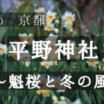 【Kyoto 京都】平野神社　魁桜と冬の風景　【そうだ京都行こう】