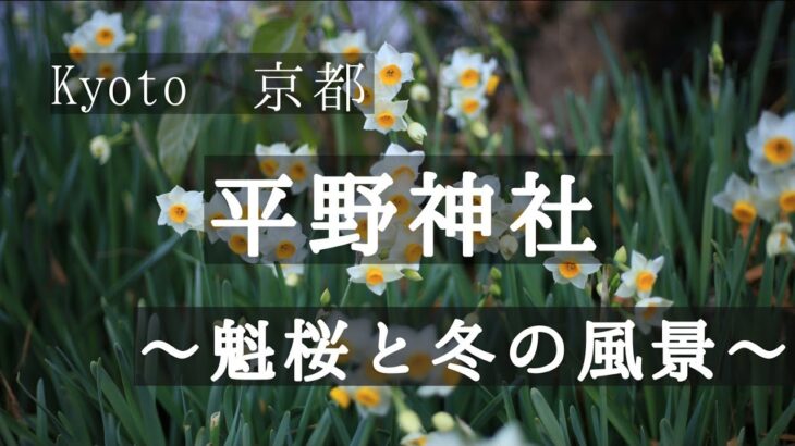 【Kyoto 京都】平野神社　魁桜と冬の風景　【そうだ京都行こう】