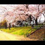 【癒し風景⑥】　京の春／賀茂川の桜編 （自転車のある風景）Landscape of spring, cherry blossom with bicycles in Kyoto Japan