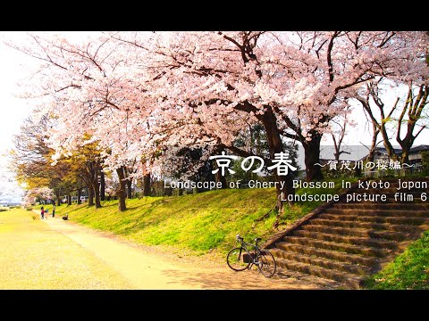 【癒し風景⑥】　京の春／賀茂川の桜編 （自転車のある風景）Landscape of spring, cherry blossom with bicycles in Kyoto Japan