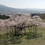 【VR】南阿蘇 空から見た観音桜360°