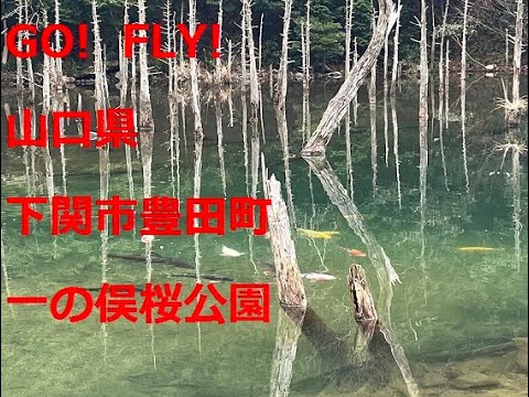 【ドローン】  インスタ映え　一の俣桜公園　山口県   下関市豊田町