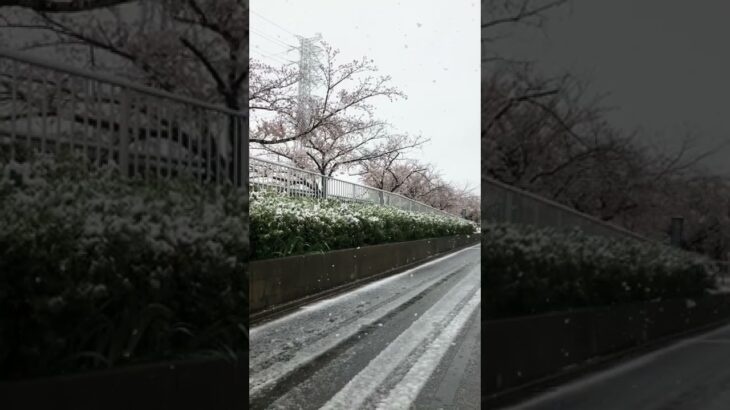 《🇯🇵風景》春天的櫻花+白雪 #桜🌸 #雪❄️