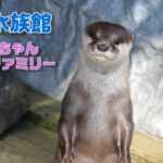 桂浜水族館 王子、桜ちゃんファミリー 給餌風景【コツメカワウソ】