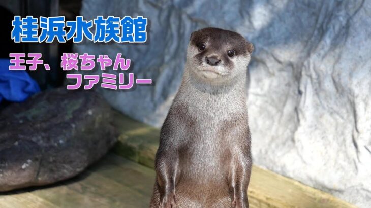 桂浜水族館 王子、桜ちゃんファミリー 給餌風景【コツメカワウソ】