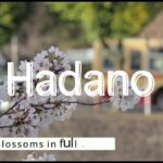 【風景動画】秦野市の桜