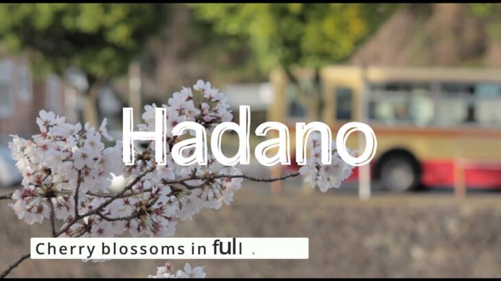 【風景動画】秦野市の桜