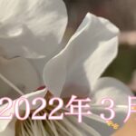 2022年３月桜　花　花見　音楽　風景　景色