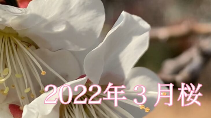 2022年３月桜　花　花見　音楽　風景　景色