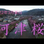 2022年某日　静岡県河津町　河津桜