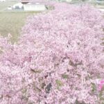 雲南市の桜　ドローン撮影　～2022河津桜～