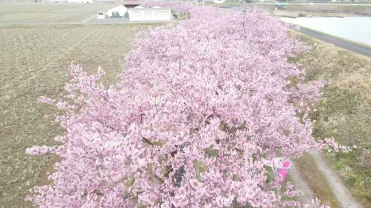 雲南市の桜　ドローン撮影　～2022河津桜～