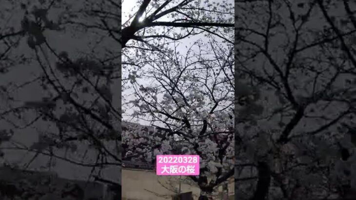 【風景動画】20220328大阪の桜🌸