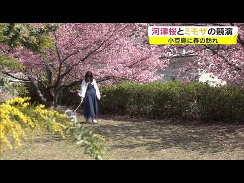 “今だけ”の早春の風景…「河津桜」と「ミモザ」競演　小豆島春の便り【香川・小豆島町】 (22/03/09 18:08)