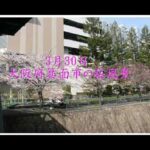3月30日箕面市の桜風景☆古いデジカメで撮ってみたｗ