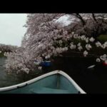 【360°VR 5K】東京の桜　/　Japanese Cherry Blossom, Tokyo