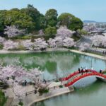 [4Kドローン空撮]中間市の垣生公園の桜 2022