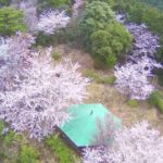 【4K　ドローン空撮　HS700E　桜】吉野山自然公園からの桜のある風景