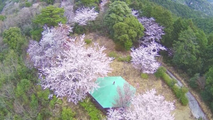 【4K　ドローン空撮　HS700E　桜】吉野山自然公園からの桜のある風景