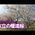 本立の暖流桜 気ままにGoProで歩き撮り！令和4年3月5日～種子島のサクラ風景