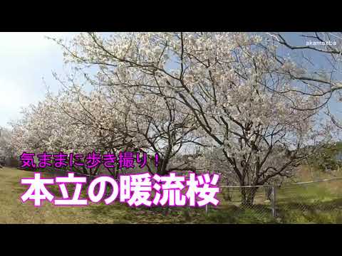 本立の暖流桜 気ままにGoProで歩き撮り！令和4年3月5日～種子島のサクラ風景