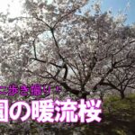 桃園の暖流桜 気ままにGoProで歩き撮り！令和4年3月5日～種子島のサクラ風景