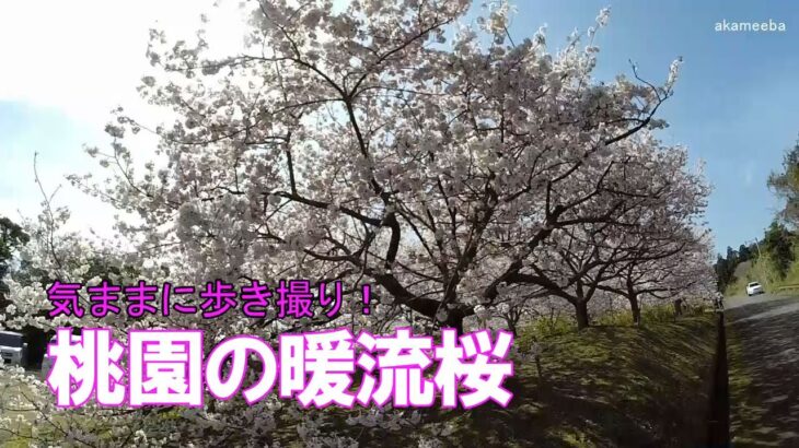 桃園の暖流桜 気ままにGoProで歩き撮り！令和4年3月5日～種子島のサクラ風景