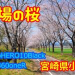 【宮崎の風景】宮崎県小林市　牧場の桜　GoProHERO10Black,insta360oneR　宮崎県観光　散歩