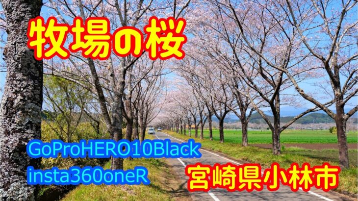 【宮崎の風景】宮崎県小林市　牧場の桜　GoProHERO10Black,insta360oneR　宮崎県観光　散歩