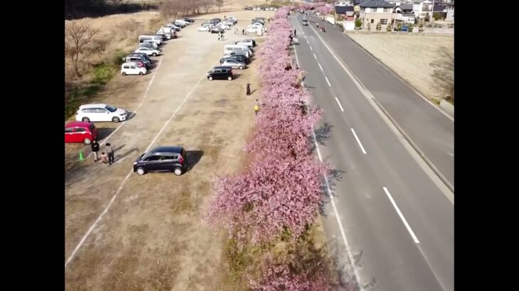 香川県東かがわ市　　河津桜満開風景🌸　Mavic mini 空撮